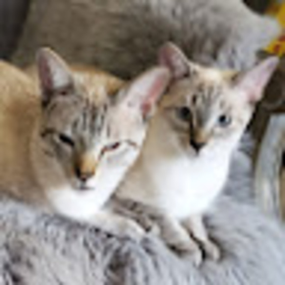 Meet your Posher, Kathy - Picture 1 of 1